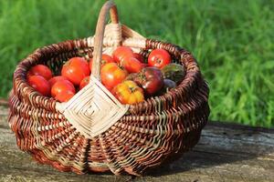 Heirloom variety tomatoes in baskets on rustic table. Colorful tomato - red,yellow , orange. Harvest vegetable cooking conception. Full basket of tometoes in green background photo