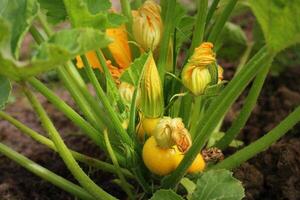 Round yellow zucchini with green leaves and yellow flowers growing in garden photo