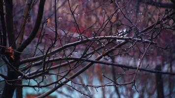 Trees in the garden during the rain on the background of the house. video