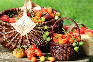 Heirloom variety tomatoes in baskets on rustic table. Colorful tomato - red,yellow , orange. Harvest vegetable cooking conception photo