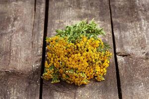 Tansy Tanacetum - perennial herbaceous plants Compositae Asteraceae . Herbs harvesting of medicinal raw materials photo