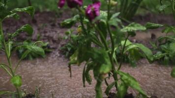 lluvia vierte dentro el flor camas en el jardín en primavera. video