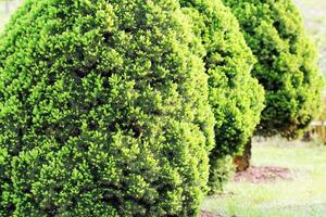 Picea glauca Conica dwarf decorative coniferous evergreen tree. Also known as Canadian, skunk , cat , Black Hills, Alberta white spruce photo