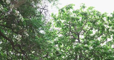 épanouissement Pomme arbre dans printemps sur une ensoleillé journée. video