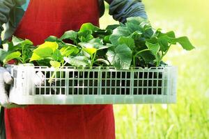 granjero sostiene un caja de Fresco verde plántulas Pepino plantas foto