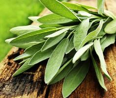 Fresh aromatic sage on old wooden background photo