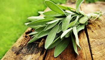 Fresh aromatic sage on old wooden background photo