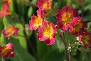 Perennial primrose or primula in the spring garden. Spring primroses flowers, primula polyanthus. The beautiful red colors primrose flowers garden photo