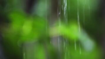 regen water stromen over- de groen bladeren in de tuin. video