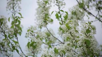 florescendo maçã e cereja árvores dentro a jardim. video