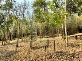 landscape view of Tham Pha Nam Thip Non-hunting Area at Roi Et province, Thailand photo