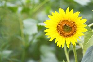 Sun Flower background photo