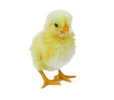 chick on white photo