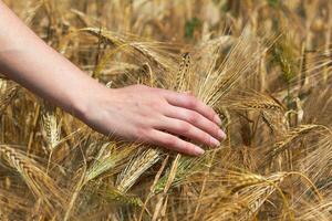 wheat field background photo