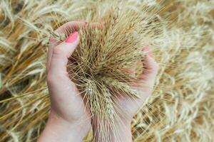 Wheat in the hands photo