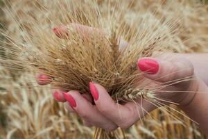 Wheat in the hands photo