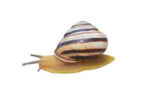 snail on white photo