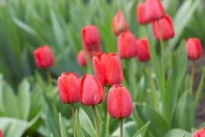 tulips as background photo