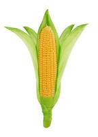 Fresh corn isolated photo