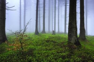 Spring spruce forest photo