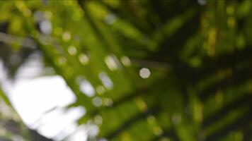 Abstract Green Bokeh Background. Green Color Bokeh Nature Background. Palm Leaves Background. video