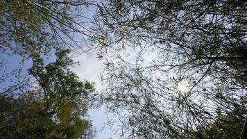 fotos desde un bajo ángulo de sombreado bambú bosque. un bajo ángulo de el verde hojas en el bambú arboles con el Dom brillante a través de. video