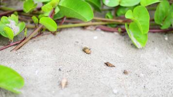 Many Hermit crab walking into sea during sunset. Close-up Crab live in shells sandy beach island. video