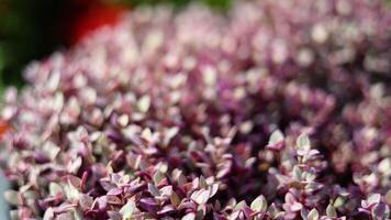 callisia repens rosa lady saftig växter. rosa mini sköldpadda växt eller callisia repens fick syn på de löv av olika storlekar är staplade tillsammans, de växt tillväxt i plast pott. video