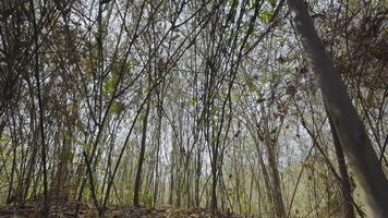 verde túnel formado por arqueado bambú arboles en sucio la carretera en rural área. un asombroso bambú túnel un tranquilo y encantador camino mediante lozano verdor. video