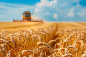 AI generated Wheat field and blurred combine harvester in a distance. Harvesting concept photo