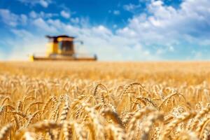 ai generado trigo campo y borroso combinar segador en un distancia. cosecha concepto foto