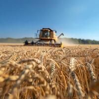 AI generated Wheat field and blurred combine harvester in a distance. Harvesting concept photo