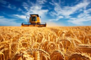 AI generated Wheat field and blurred combine harvester in a distance. Harvesting concept photo