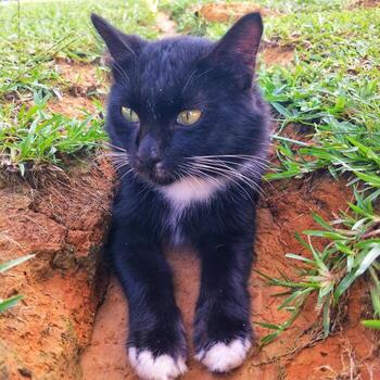 Fluffy cat landing on the ground. photo