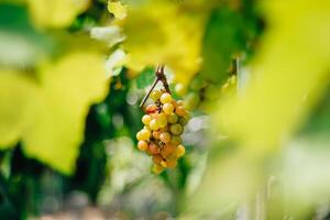 portrait of grapes with blurred background of leaves photo