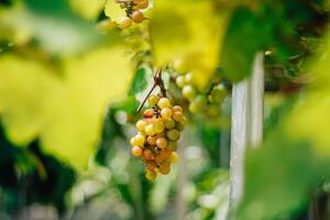 portrait of grapes with blurred background of leaves photo