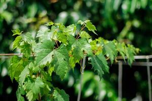 Green grapevine leaves that crawl photo