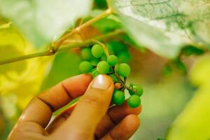 portrait of grapes with blurred background of leaves photo