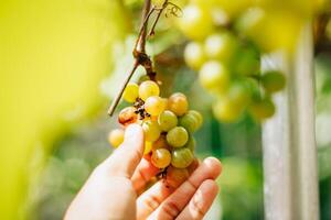 portrait of grapes with blurred background of leaves photo