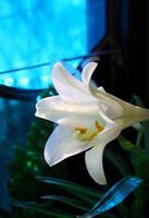 Ethereal White Easter Lily in front of a Stained Glass Window photo