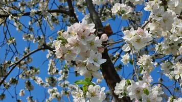 bloeiend appel boom in voorjaar in de tuin, detailopname van een Afdeling met wit-roze bloemen tegen de blauw lucht. Doorzichtig het weer. video