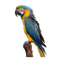 ai gegenereerd foto van een blauw en geel papegaai geïsoleerd png