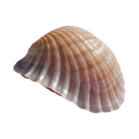 AI generated Macro shot of a transparent background showcasing an unusual seashell isolated png