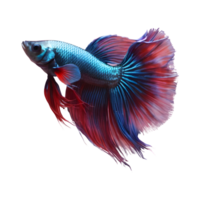 AI generated transparent background image of betta fish isolated png