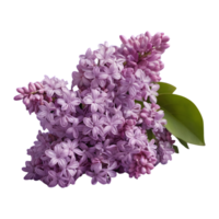 AI generated lilac flower bunch isolated png