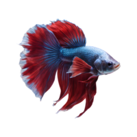 AI generated transparent background image of betta fish isolated png