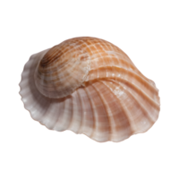 AI generated Macro shot of a transparent background showcasing an unusual seashell isolated png