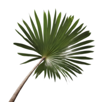 AI generated coconut palm tree leaf on transparent background isolated png