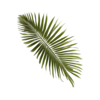 AI generated coconut palm tree leaf on transparent background isolated png
