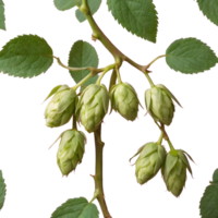 AI generated Hop buds and foliage isolated png